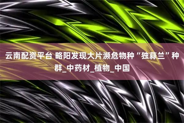 云南配资平台 略阳发现大片濒危物种“独蒜兰”种群_中药材_植物_中国